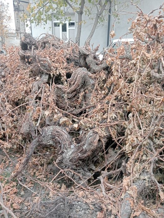 Утин сотилади. ток Кунда