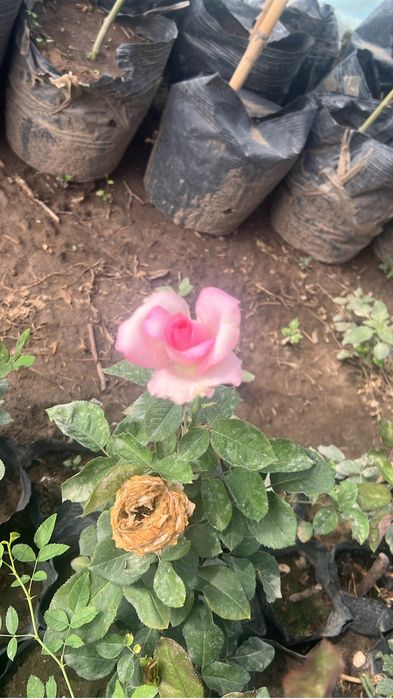 Atirgul kochatlari саженцы Розы