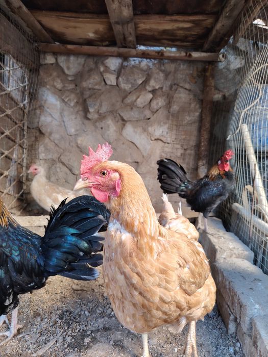 Товук, хуроз ва 4-5 ойлик жужалар сотилади.