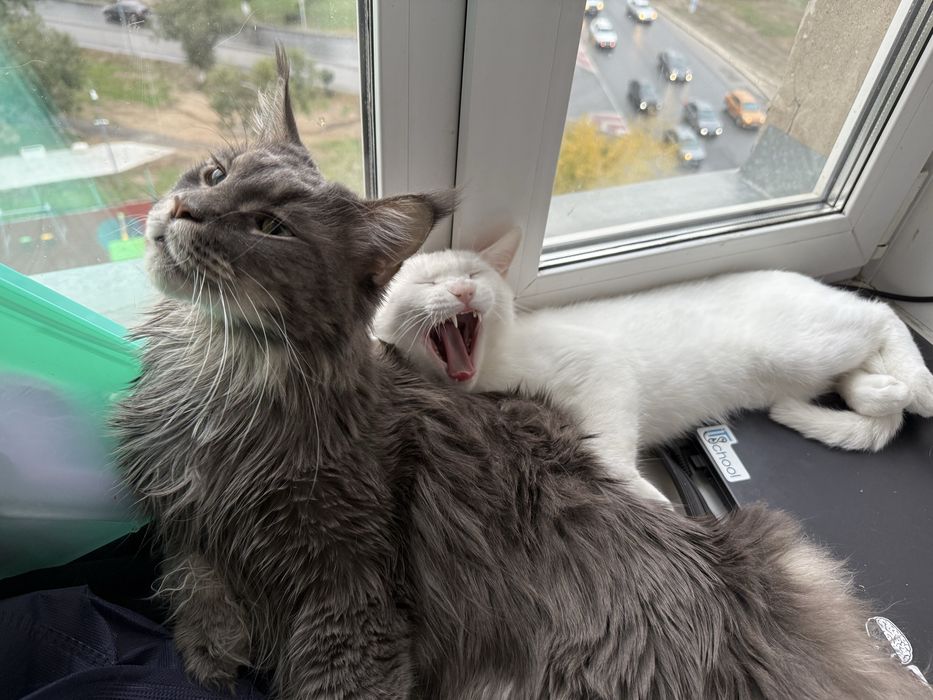 Ищем дом для Беляша