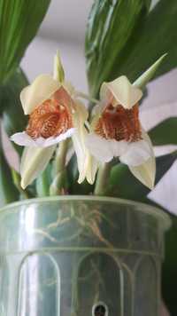 Продам орхидею COELOGYNE Speciosa
