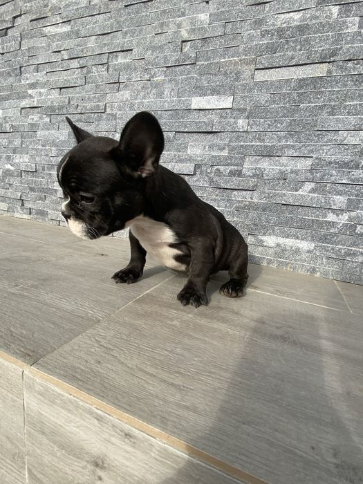 Buldog Francez femelă – 8 săptămâni