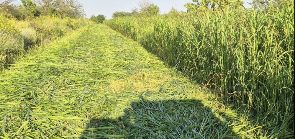 Baloți mici/mari de PAIE de GRAU, de IARBA de SUDAN/maturi. Producator