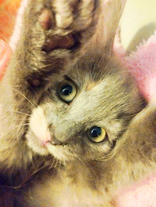 Printesa  blue/crem  pretioasa si rarisima cauta Om