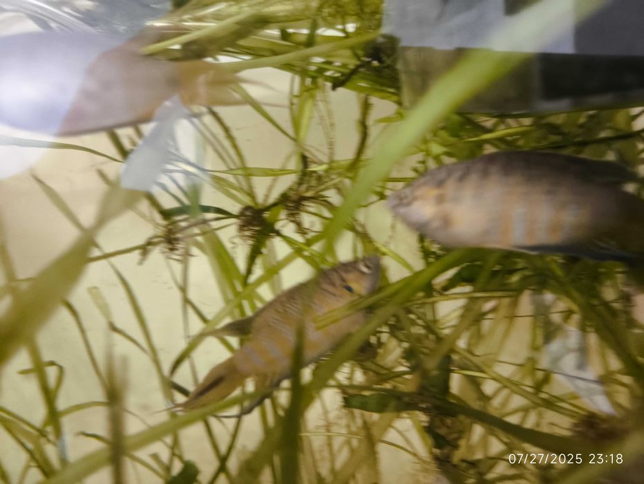 Acvariu 200l +capac cu 2 neoane, Macropodus, Ancistrus, Fluval307