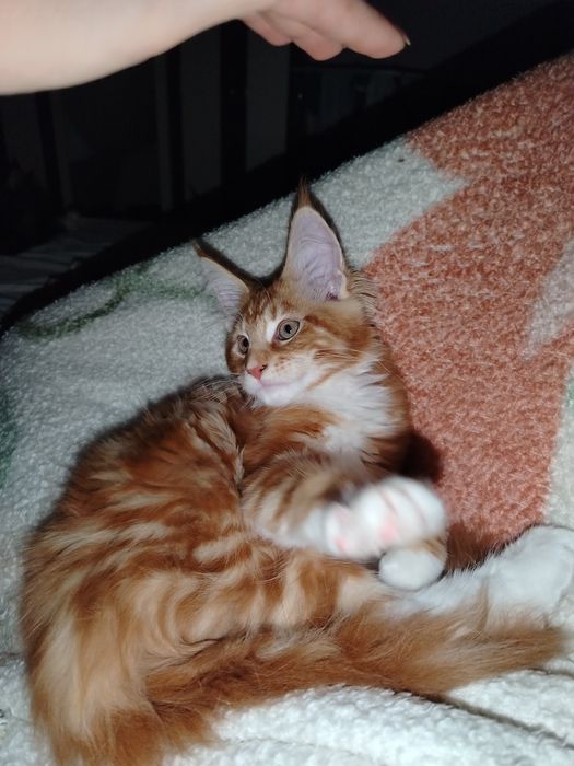 Baietel Maine Coon