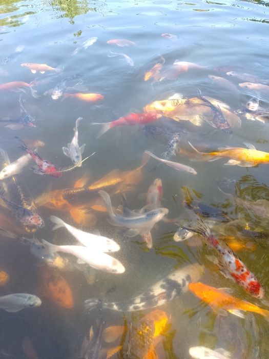 Crap koi , carași shubunkin,comete,trimit in toată țara !