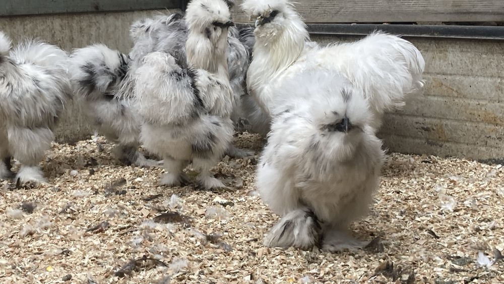 Matase japoneza 2024