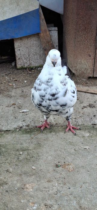 Porumbei king de vanzare