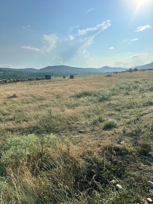 Teren Vânătorii Neamț