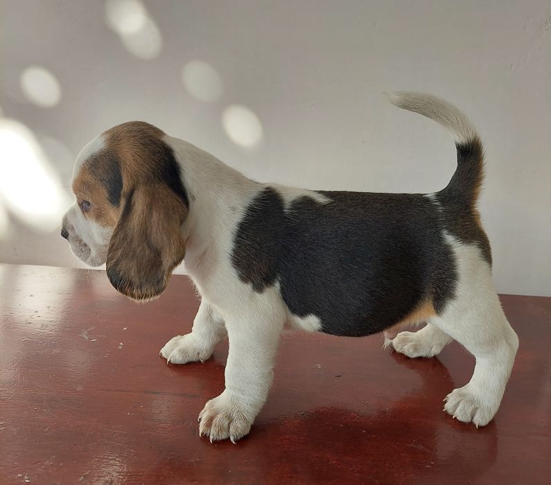 Малки бигълчета търсят своето голямо приключение.