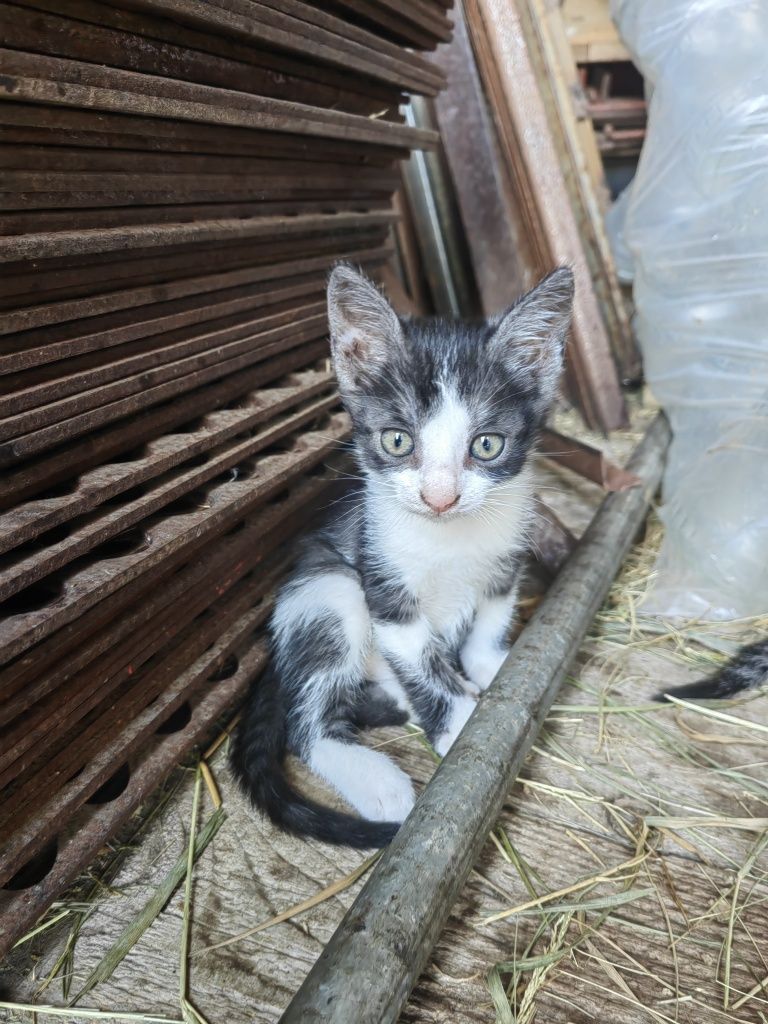 Ofer spre adopție 5 puiuți de pisica jucăuși