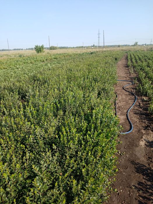 Кизильник блестящий живая изгородь