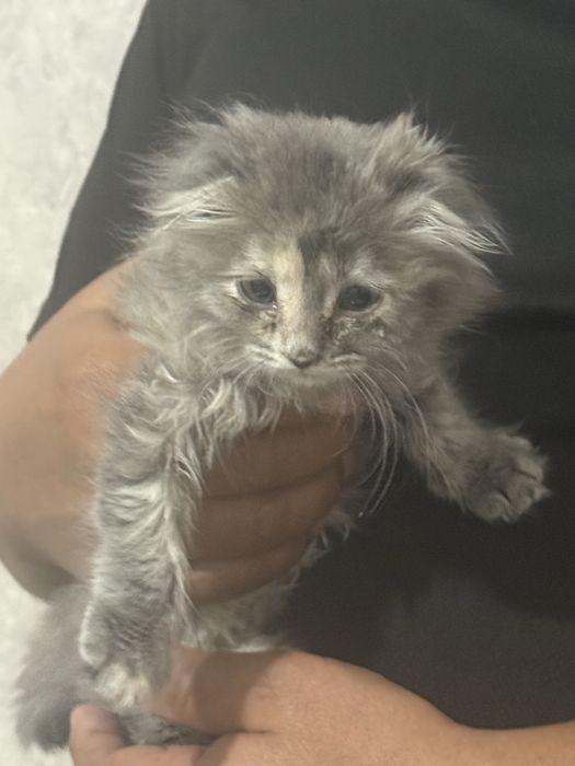 Котенок вислоухий