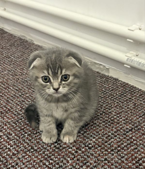 Puiuț pisică scottish fold