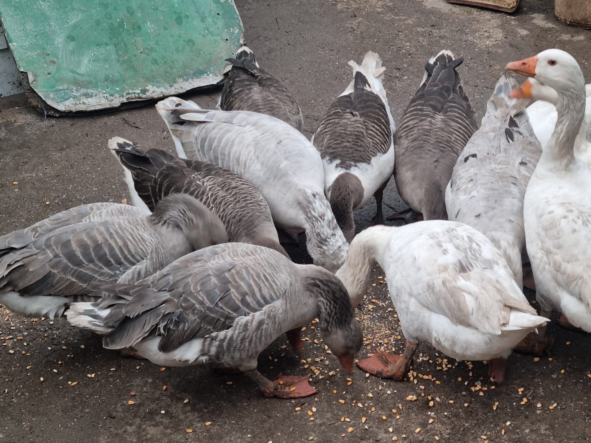 Gâște de tara frumoase și bune