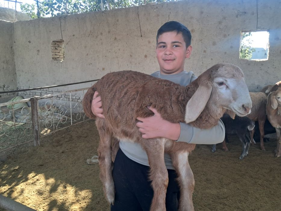 Срочно сотилади, келишамиз