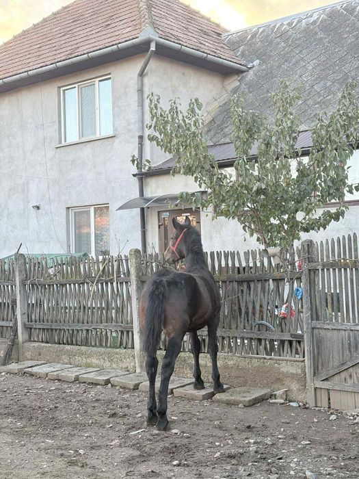 Mânză de 7 luni de vânzare