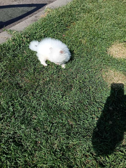 Бял померан 800лв