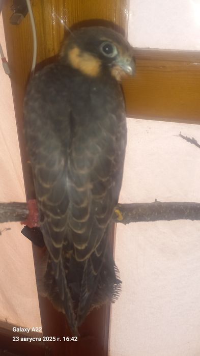 Кирги  Копчик сотлади кулга ургатилган шароит йулиги учун сотяпман