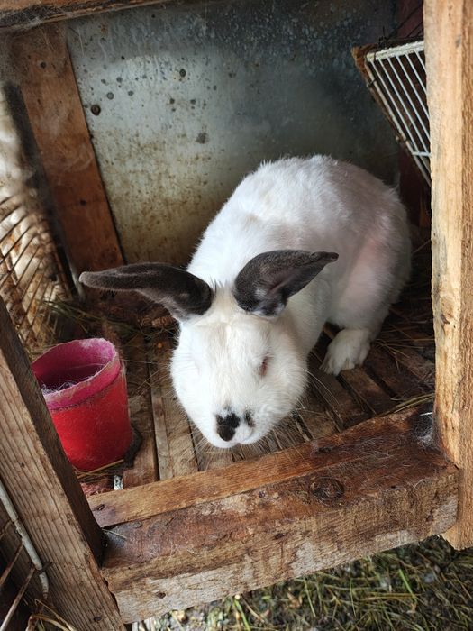 Iepuri (masculi & femele) - vârsta 8-9 luni