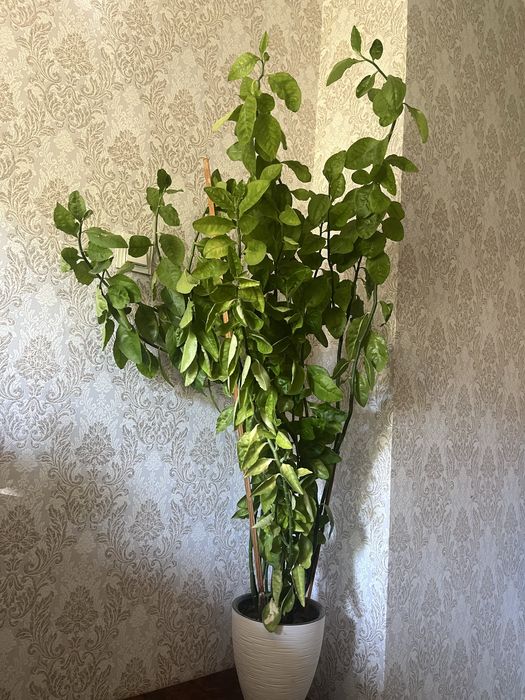 Xonada oʻsuvchi, tuvakdagi gullar