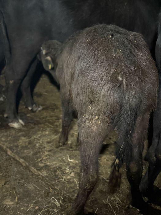 Vând viței de bivoliță