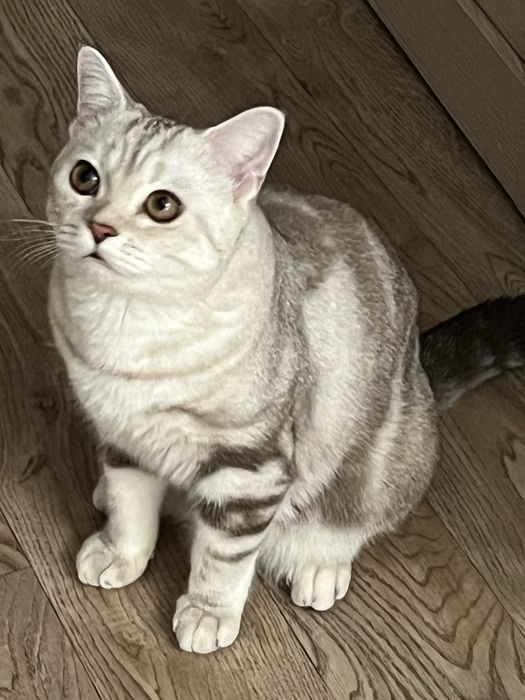 Отдам кота в добрые руки бесплатно.