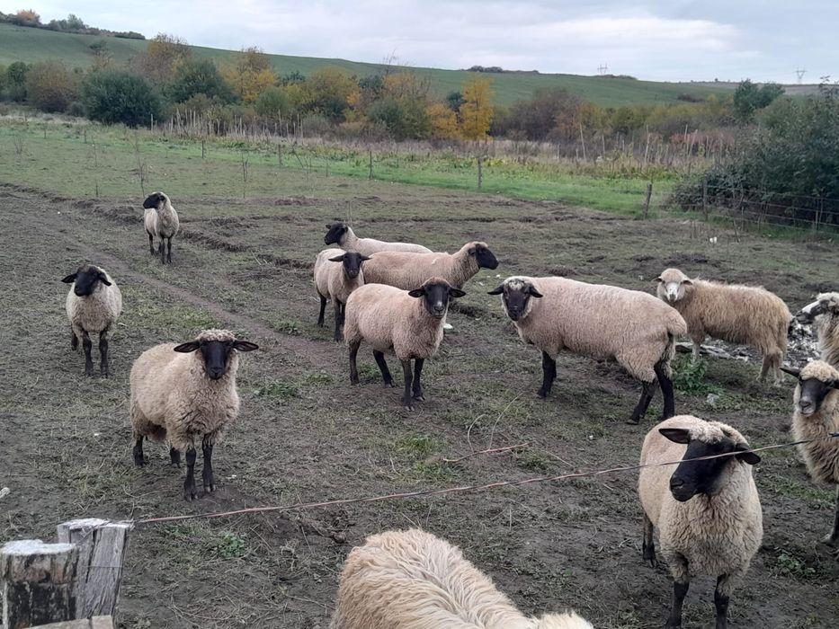 Vând oi suffolk și un berbec