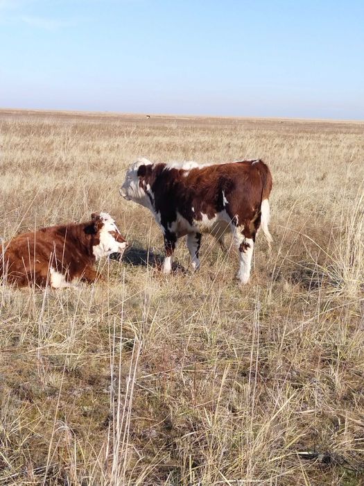 Продам оптом коровы,телят,бычки