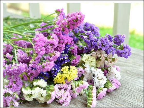 50seminte flori pentru  aranjamente florale /iarba decorativa/ pampas