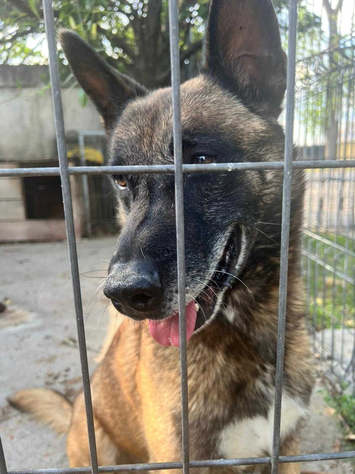 Donez belgian Malinois cu pedigree