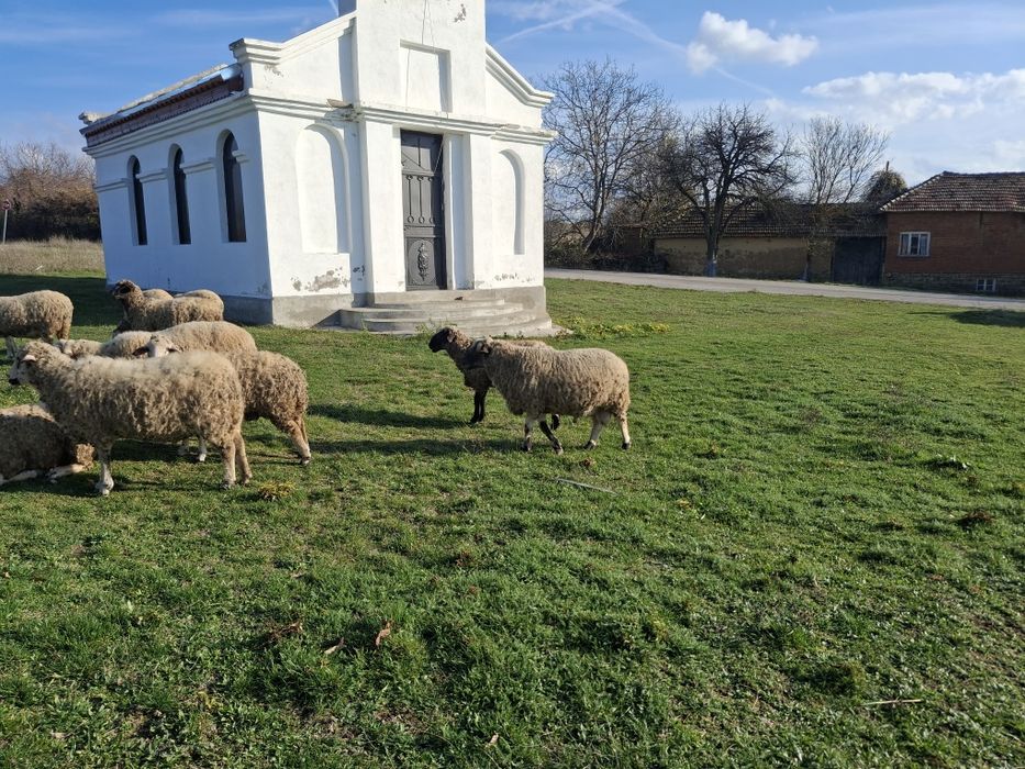 Овце  и кочове   добре  гледани