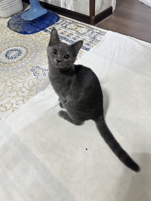 Шотландские кошки