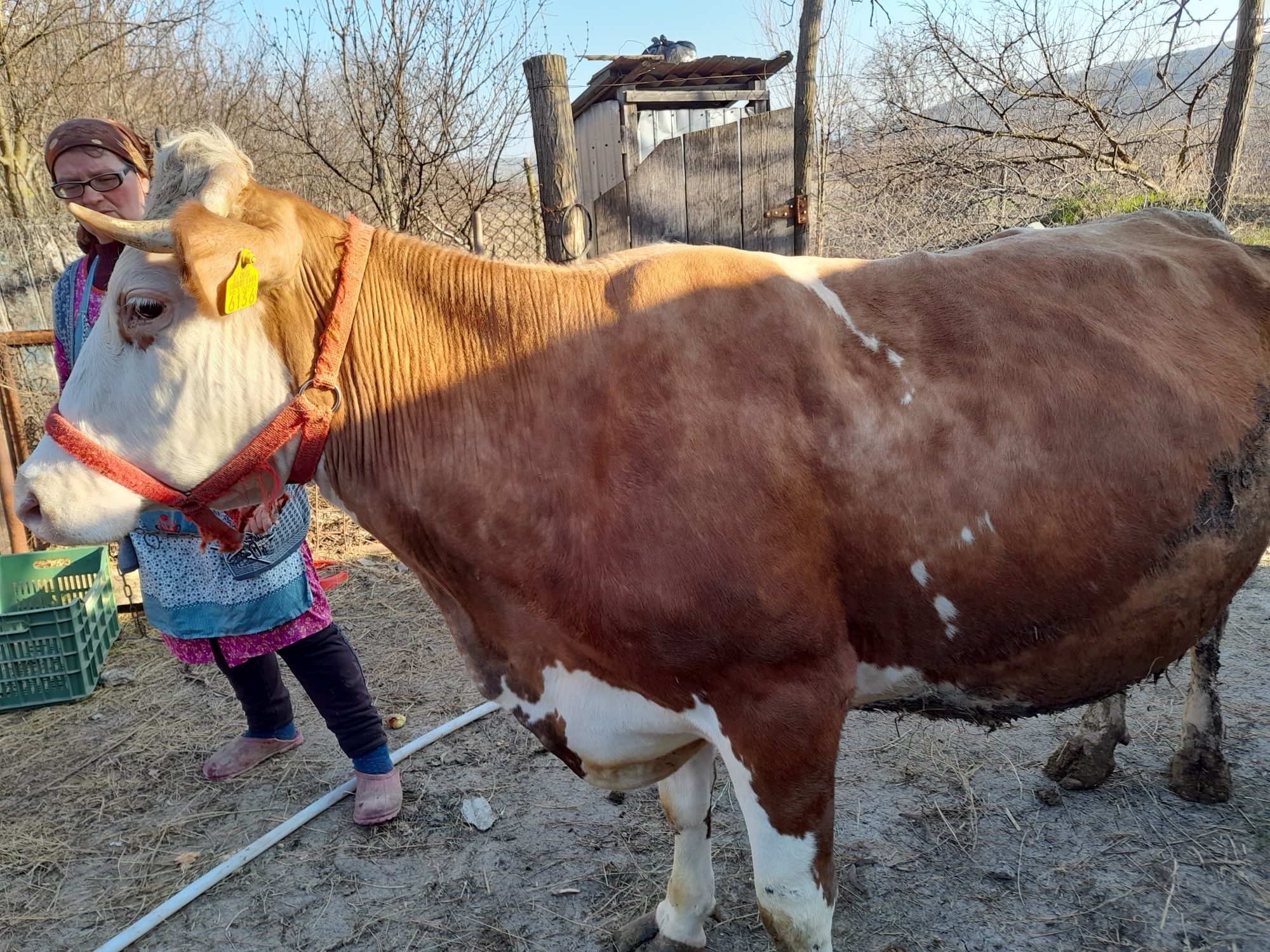 Vaca  baltata romaneasca