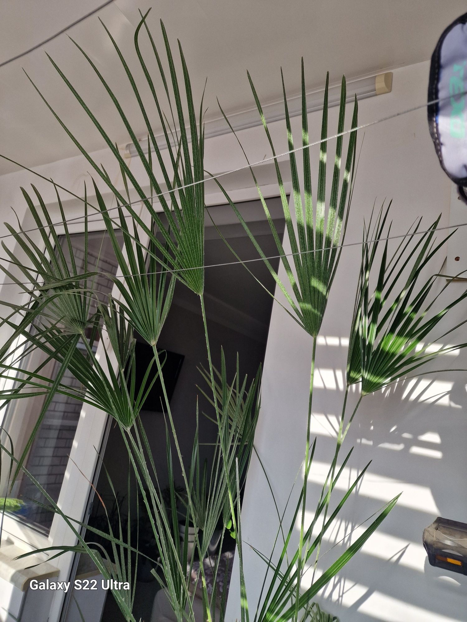 Пальма комнатная для офиса