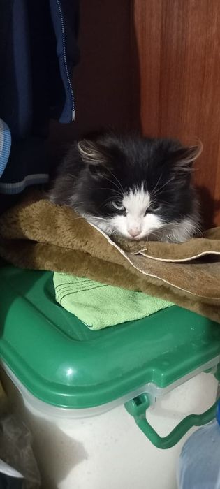 Очаровательный малыш-Пепсик! В самые  любящие ручки!