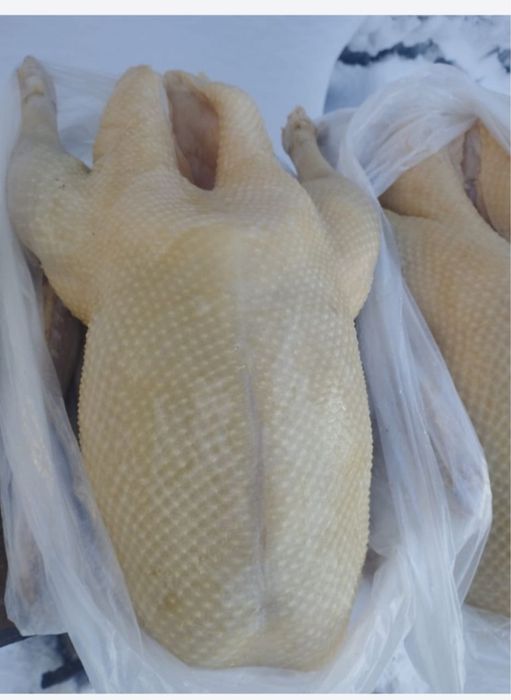 Продам гусей и гусинный жир.