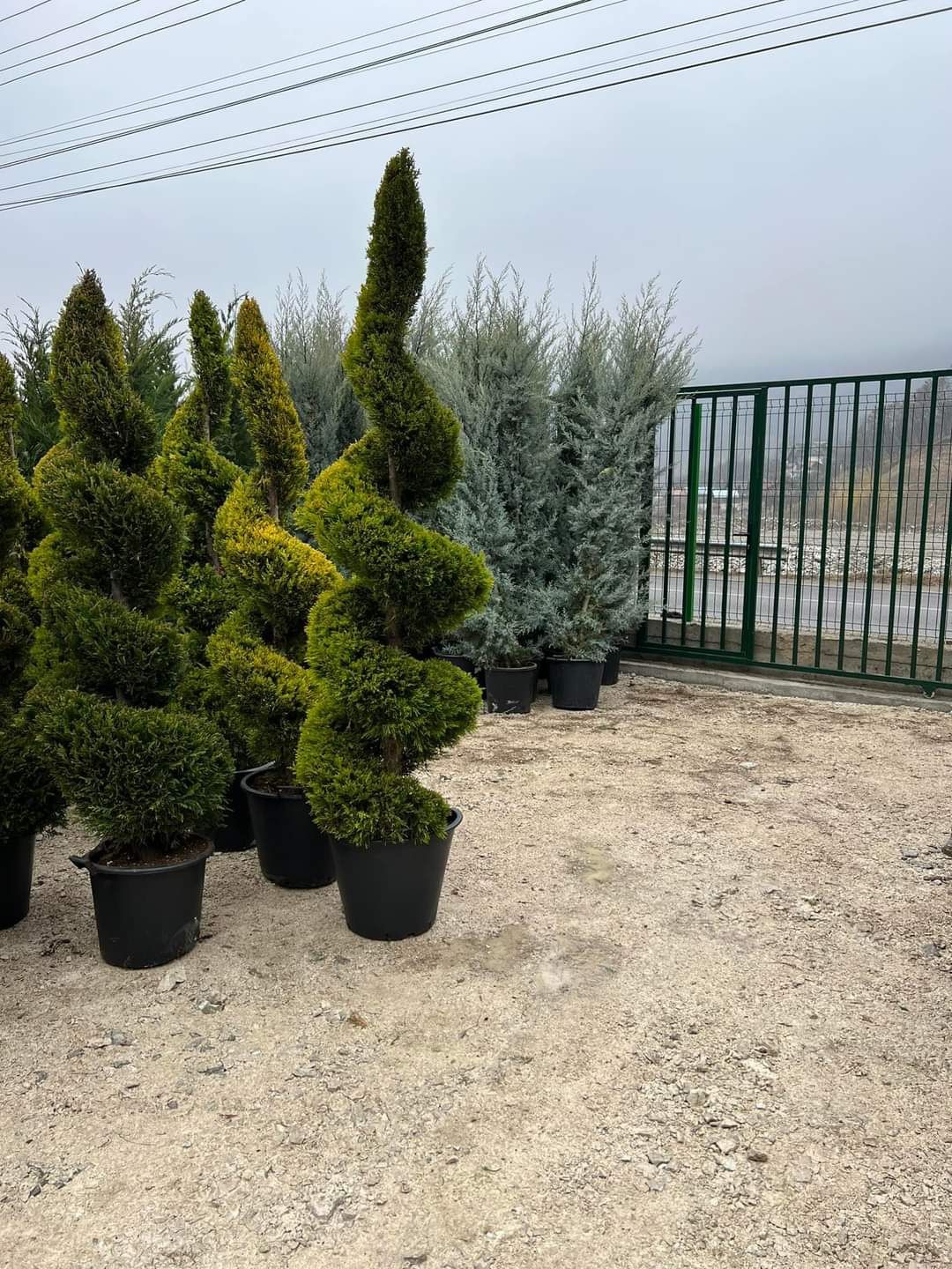 Vând/livrez plante ornamentale aclimatizate cu balot de pământ