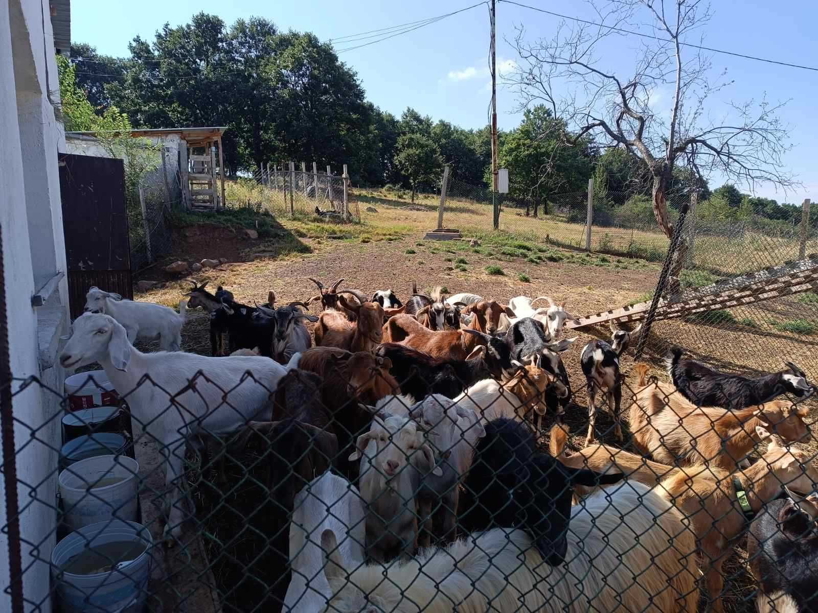 Продавам стадо кози