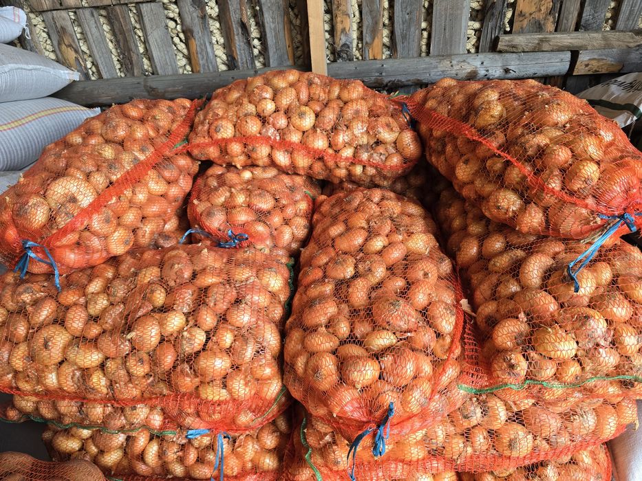 Ceapă plată Stuttgart