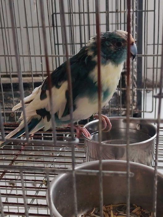 Корели и Какарики