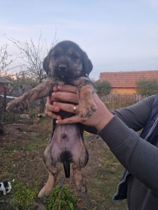 Donez cățeluși frumoși și foarte jucăuși