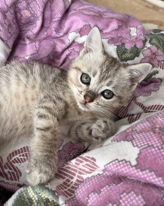 Милые котята ищут заботливый дом