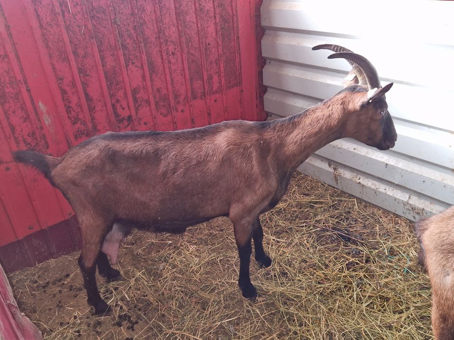 Capre rasă alpin franceză pe lapte