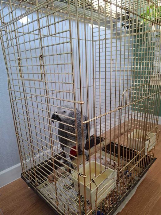 Продаётся ручной попугай Жако