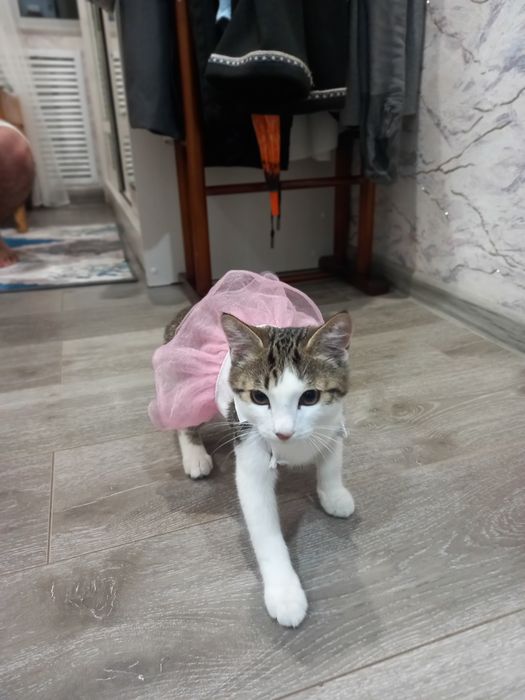 Отдам в хорошие руки