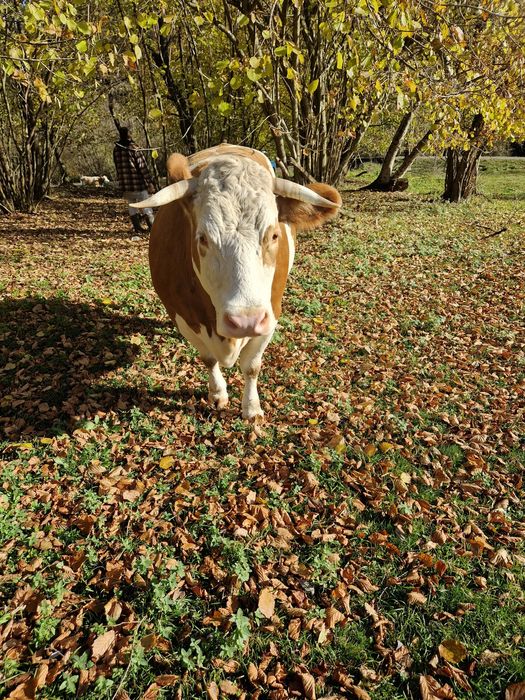 Vind vaca gestanta in virsta de 5 ani!