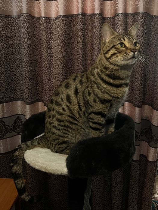 Продаётся Чистокровный Бенгальский кот