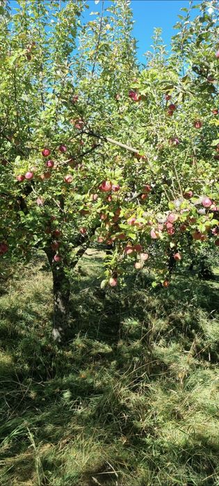 Suc de mere natural/pasteurizat/livada proprie